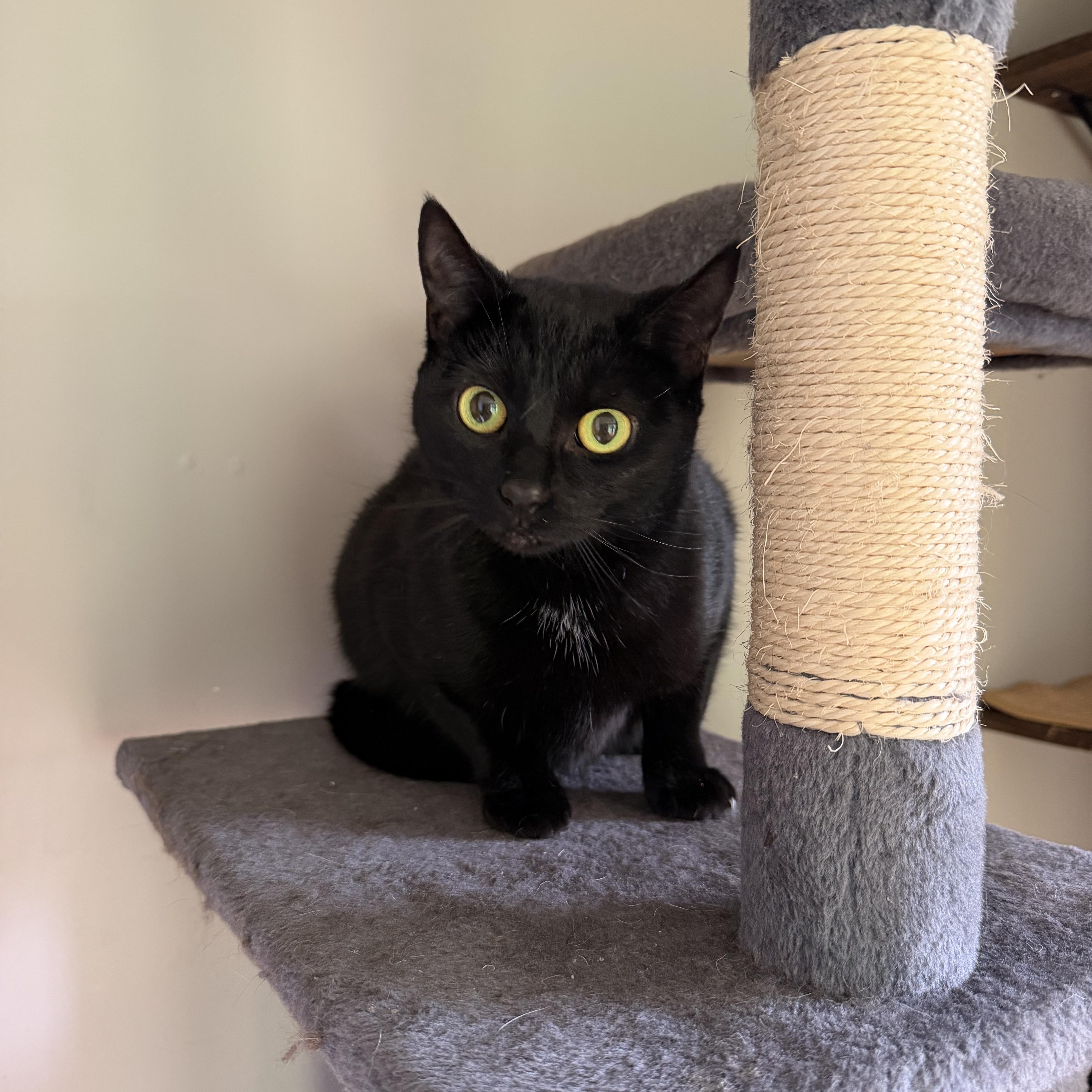 Nyx courtesy post, a ADOPTABLE American Shorthair in New Boston, NH image 3/6