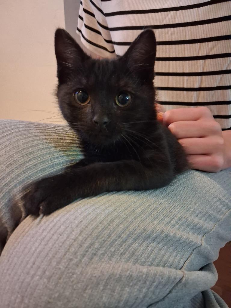Obsidian, Adoptable, Kitten Female Domestic Short Hair.