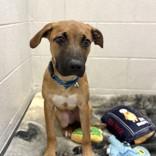 Enlarge Cassiopeia, a ADOPTABLE Mixed Breed in Hilliard, OH image 2/2