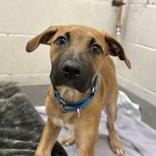 Enlarge Cassiopeia, a ADOPTABLE Mixed Breed in Hilliard, OH image 1/2