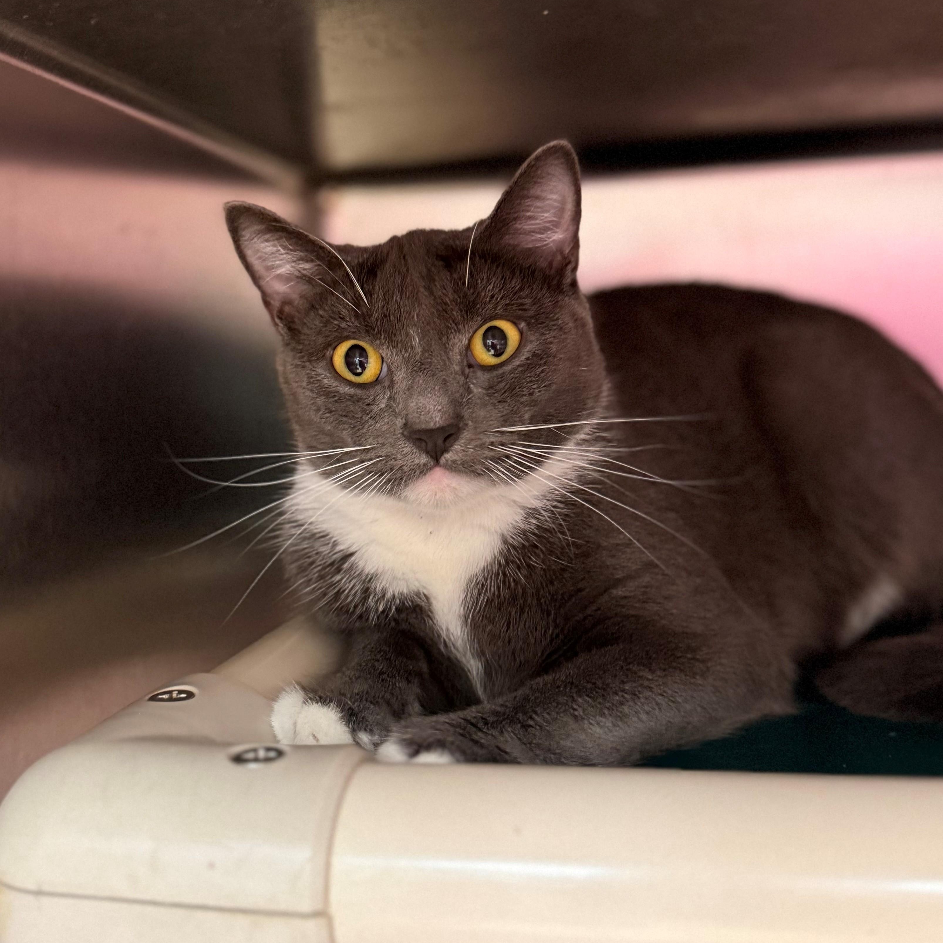 Banjo, ADOPTABLE, Adult Male Domestic Short Hair.