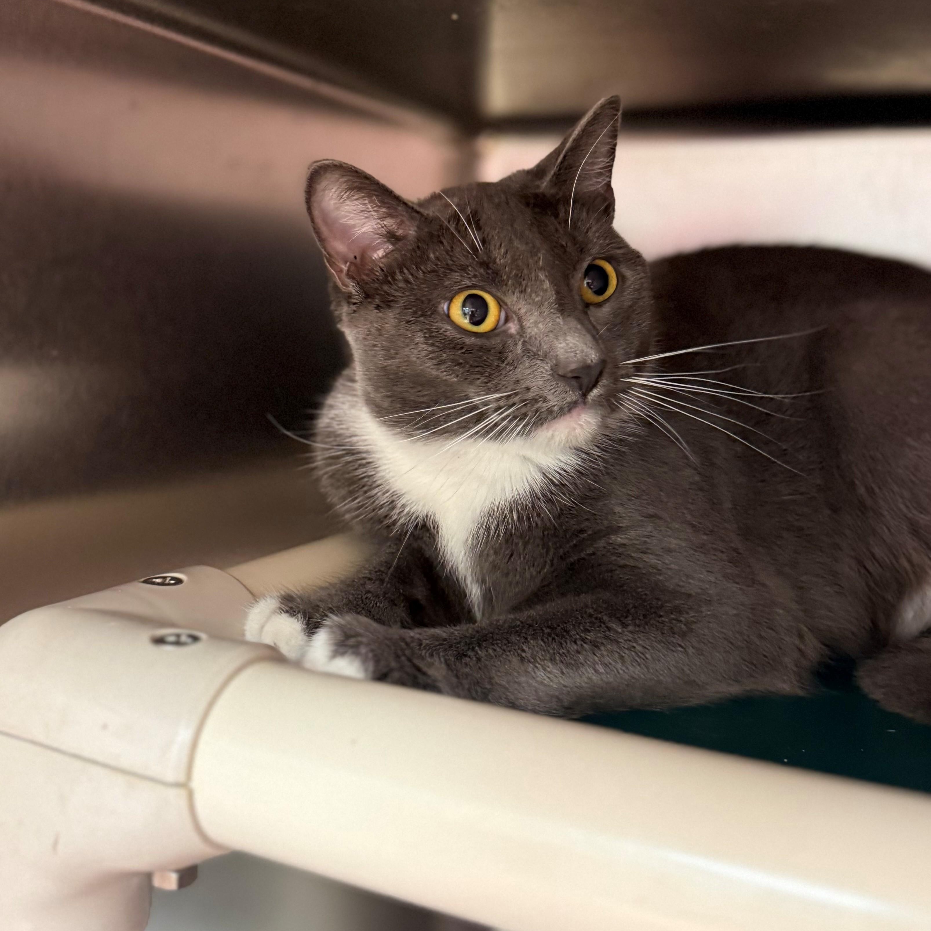 Banjo, a ADOPTABLE Domestic Short Hair in St. Augustine, FL image 2/2