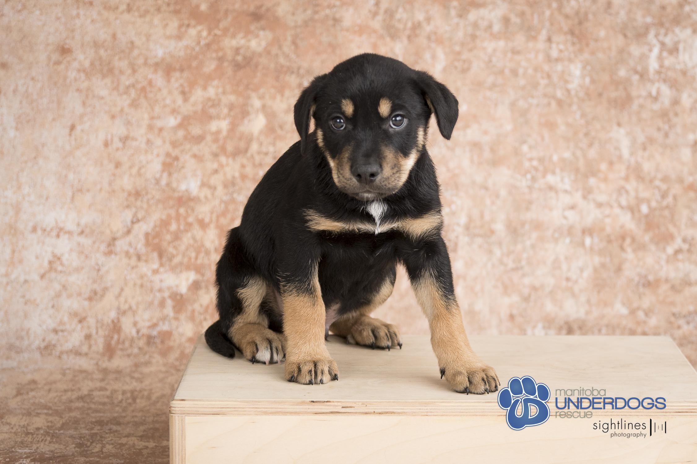 Noctis, an adoptable Labrador Retriever, Shepherd in Winnipeg, MB, R2M 2K2 | Photo Image 3