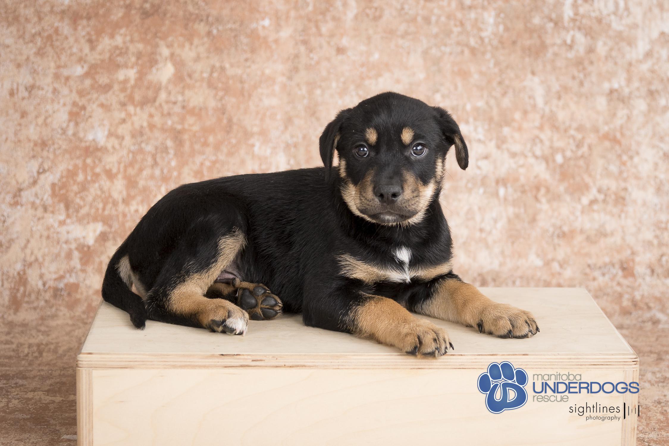 Noctis, an adoptable Labrador Retriever, Shepherd in Winnipeg, MB, R2M 2K2 | Photo Image 2