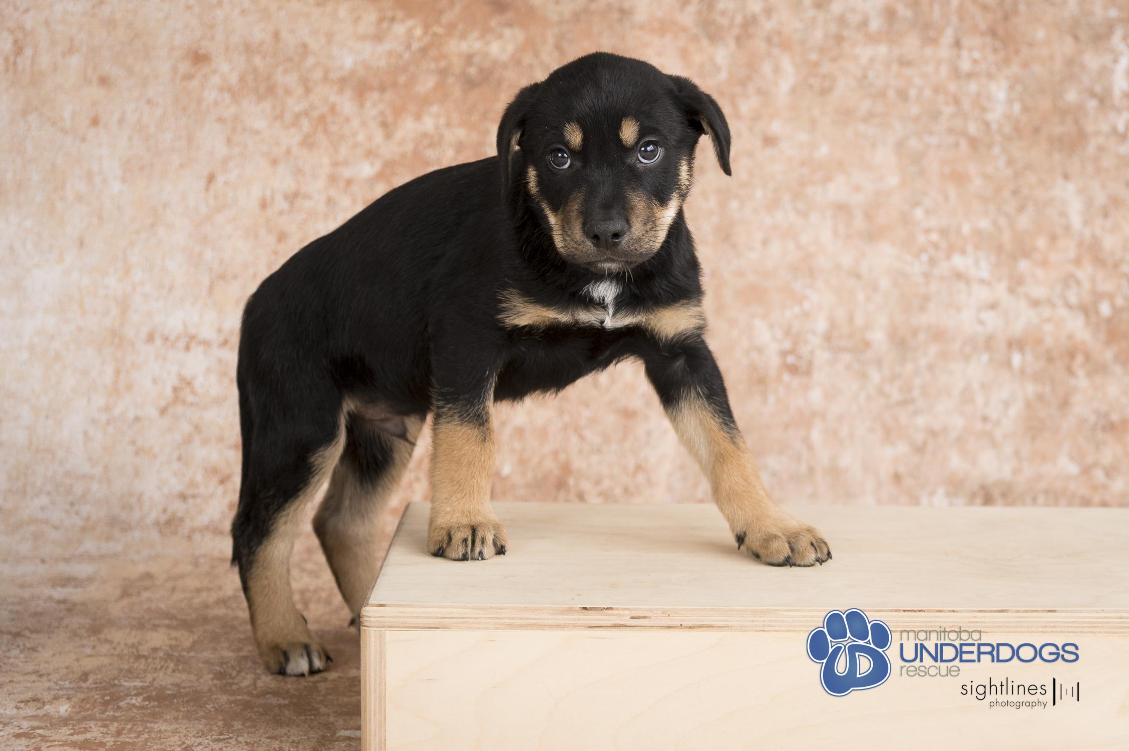 Noctis, an adoptable Labrador Retriever, Shepherd in Winnipeg, MB, R2M 2K2 | Photo Image 1