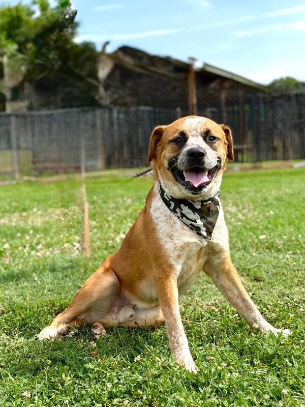 Enlarge Joey, a Adoptable mixed breed in Maryville, TN image 2/6
