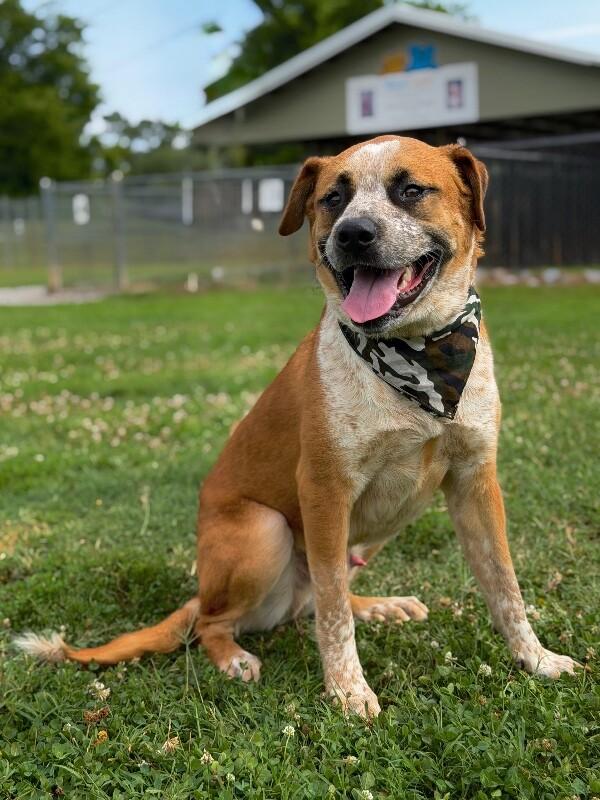Enlarge Joey, a Adoptable mixed breed in Maryville, TN image 3/6