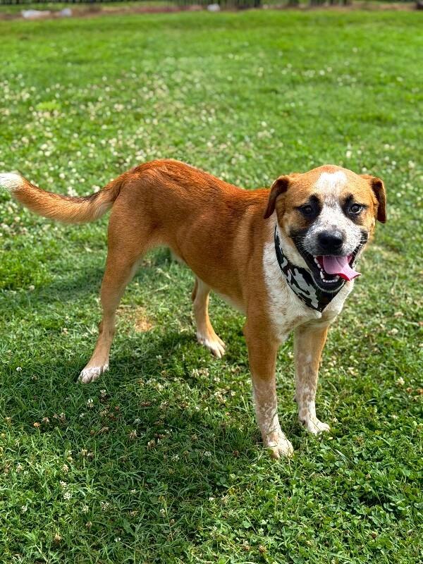 Enlarge Joey, a Adoptable mixed breed in Maryville, TN image 4/6