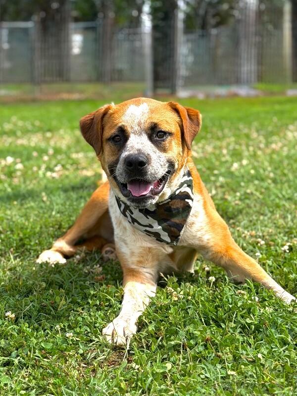 Enlarge Joey, a Adoptable mixed breed in Maryville, TN image 5/6