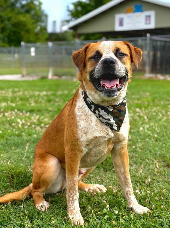 Enlarge Joey, a Adoptable mixed breed in Maryville, TN image 6/6