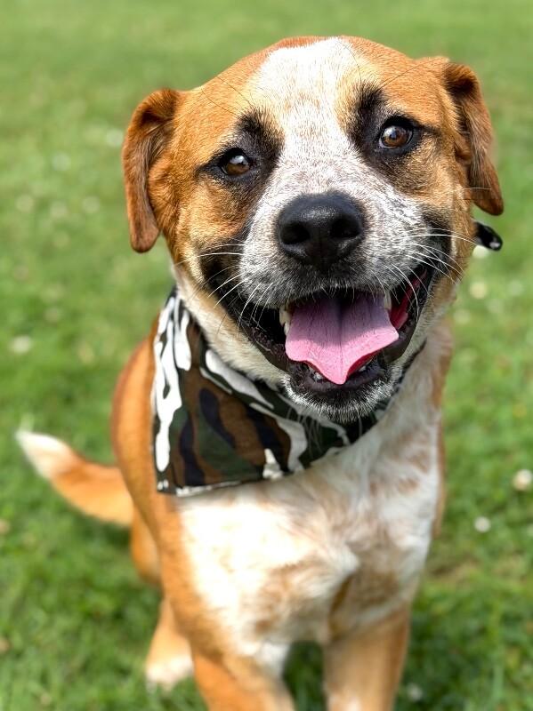 Joey, a Adoptable mixed breed in Maryville, TN image 6/6