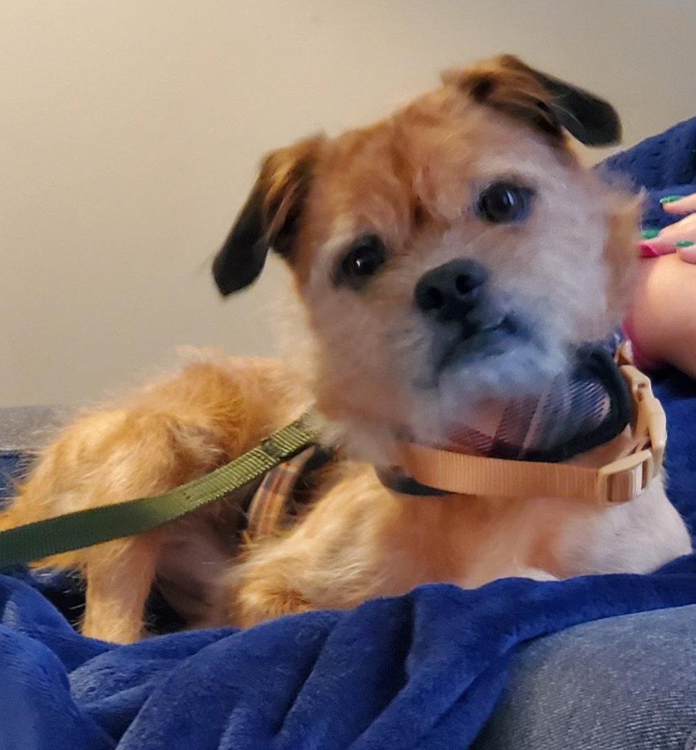 Rocky, Adopted, Adult Male Poodle.