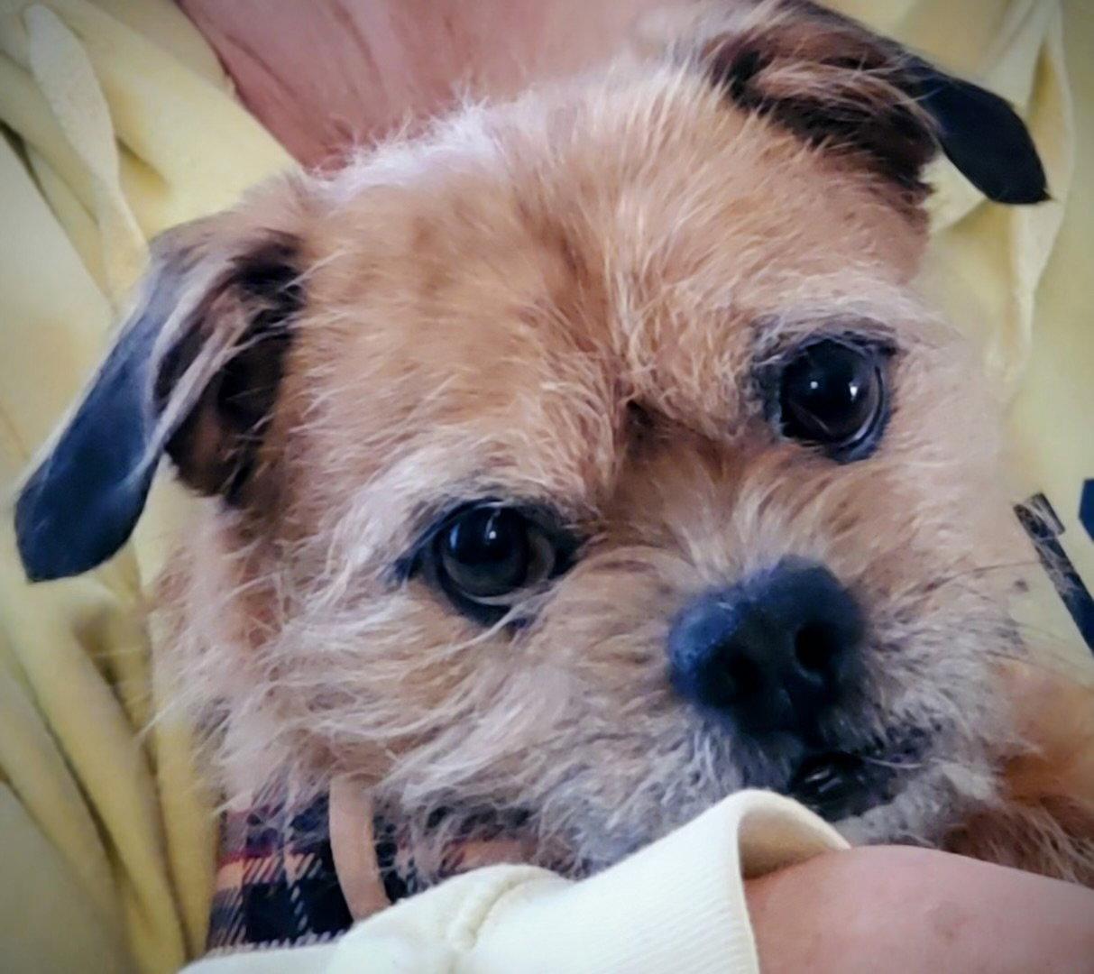 Enlarge Rocky, a Adopted Poodle in Cliffwood, NJ image 2/3