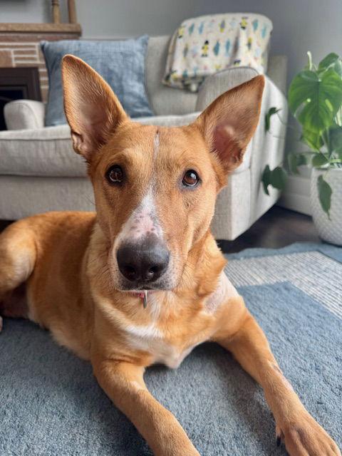 Enlarge Ginger, a Adopted Labrador Retriever in Brooklyn Center, MN image 1/2