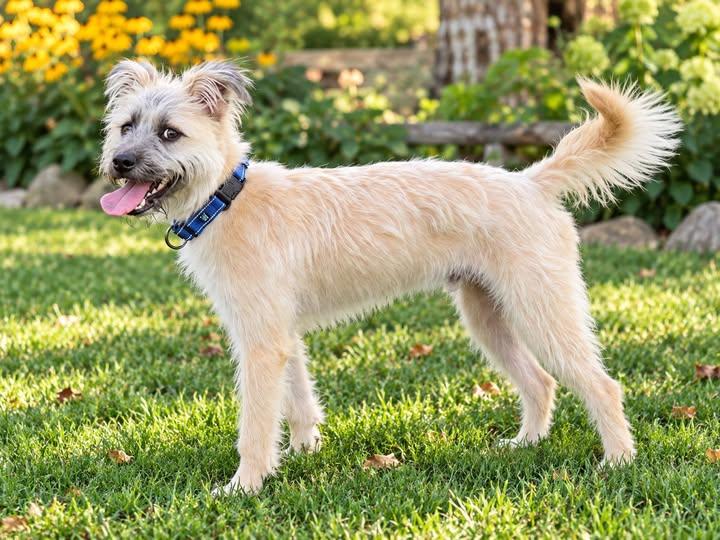 Jerry, Adopted, Young Male Wheaten Terrier.