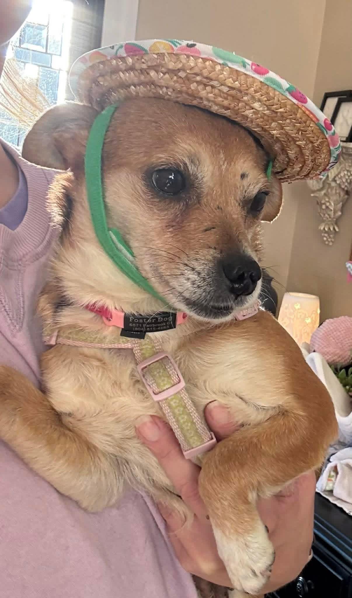 Enlarge Grapefruit , a ADOPTABLE mixed breed in Yorktown, VA image 2/5