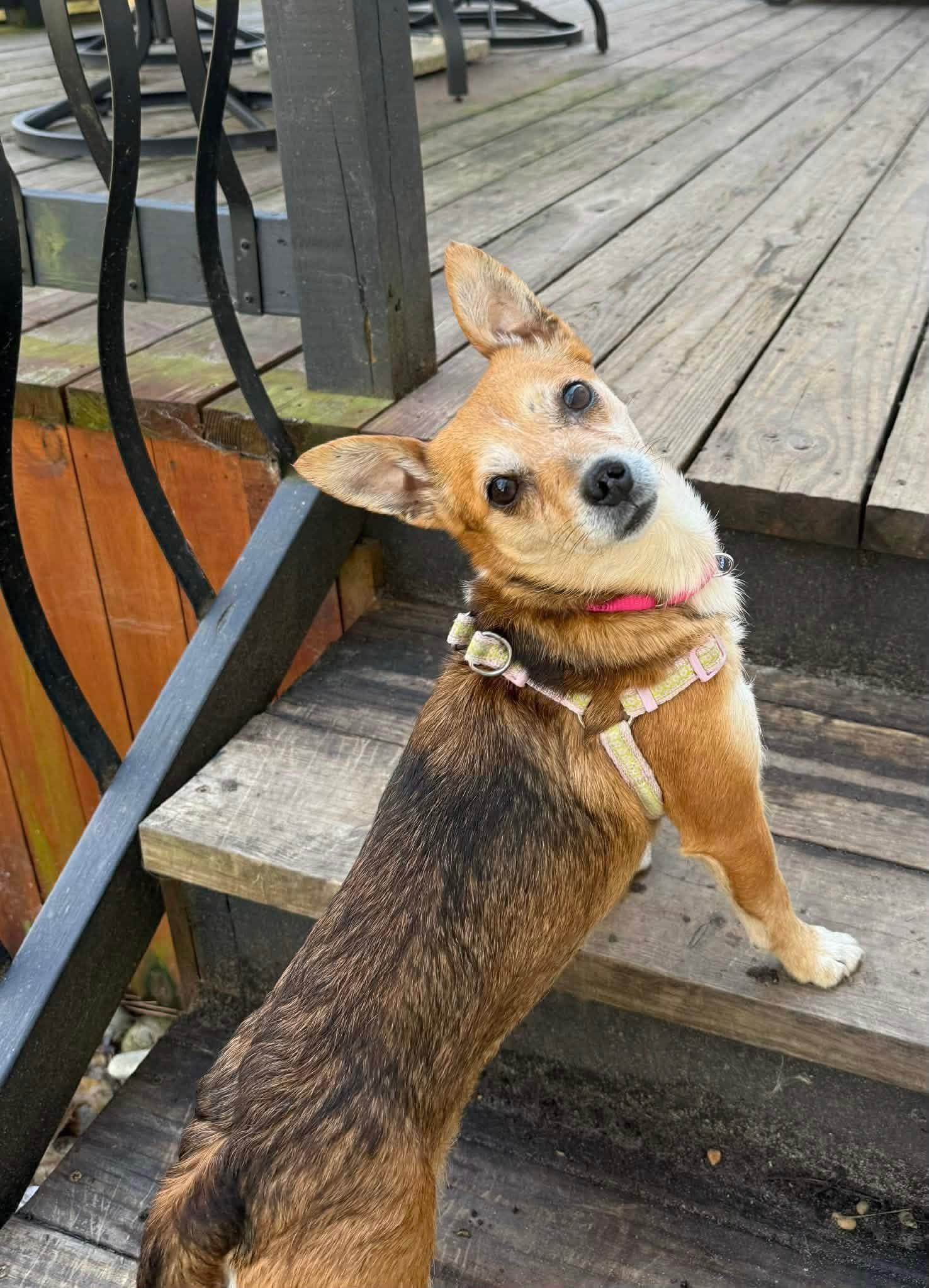 Enlarge Grapefruit , a ADOPTABLE mixed breed in Yorktown, VA image 5/5