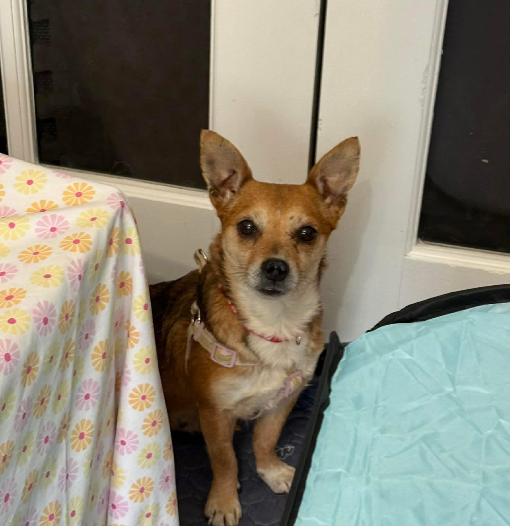 Enlarge Grapefruit , a ADOPTABLE mixed breed in Yorktown, VA image 4/5