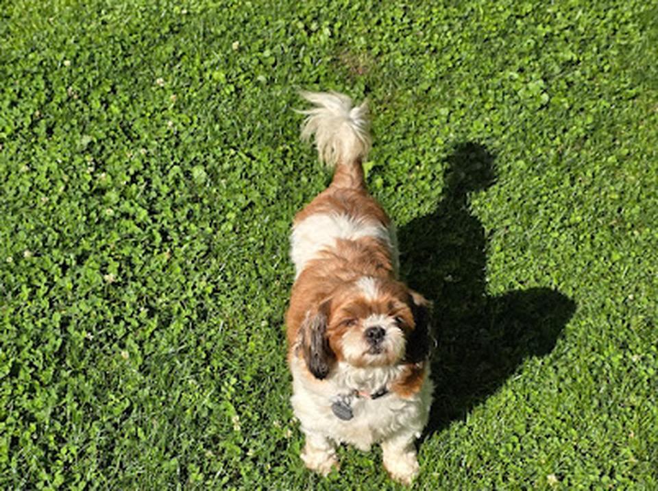 Enlarge Bella, a Adopted Shih Tzu in Furlong, PA image 1/3