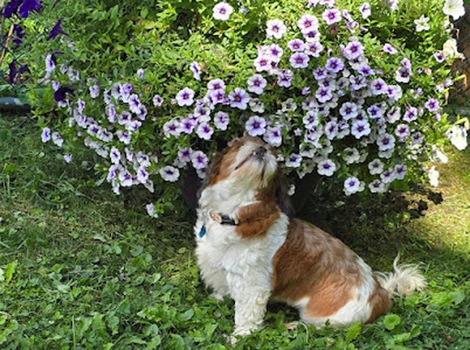 Enlarge Bella, a Adopted Shih Tzu in Furlong, PA image 3/3