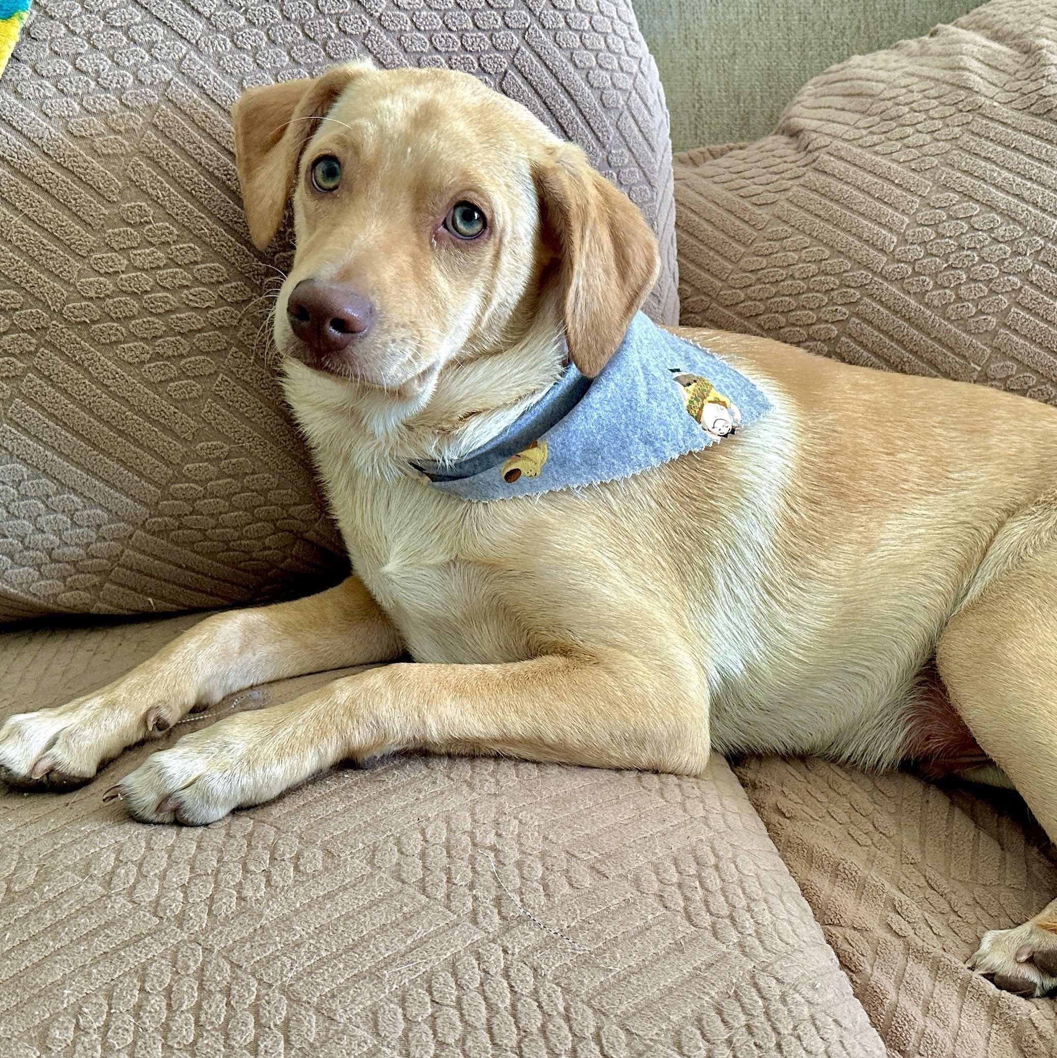 Buzz, Adoptable, Puppy Male Retriever & Border Terrier.
