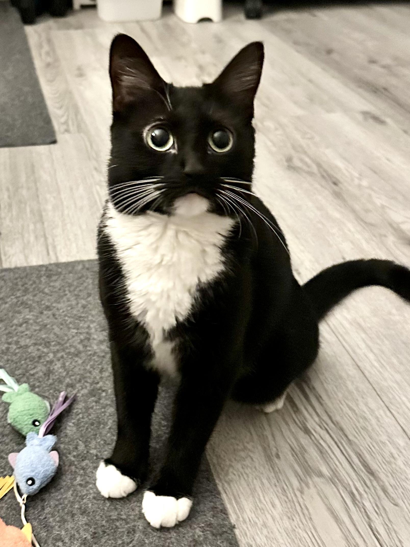 Enlarge Olive, a Adoptable Domestic Short Hair in Canton, MA image 3/3