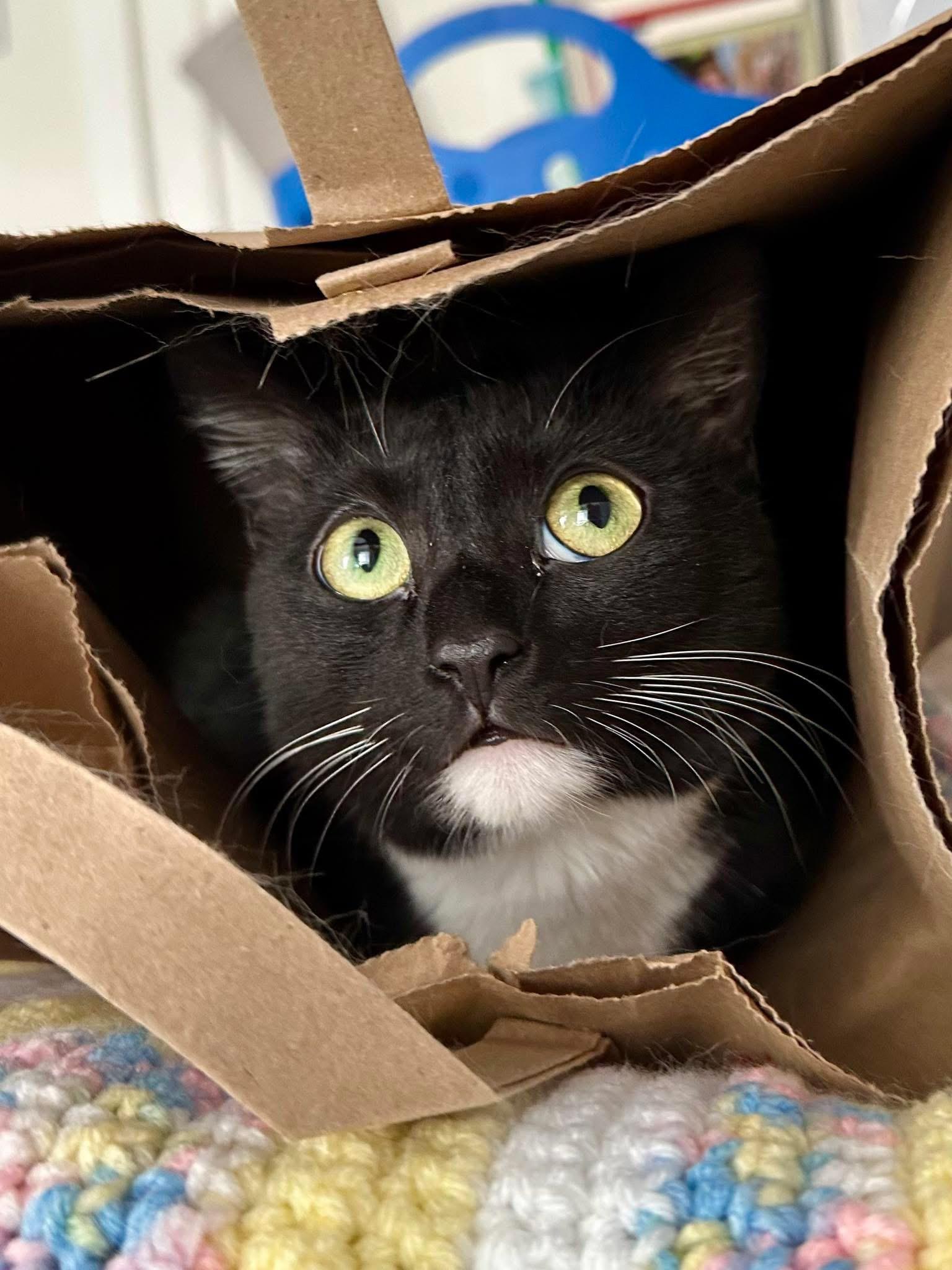 Enlarge Olive, a Adoptable Domestic Short Hair in Canton, MA image 1/3