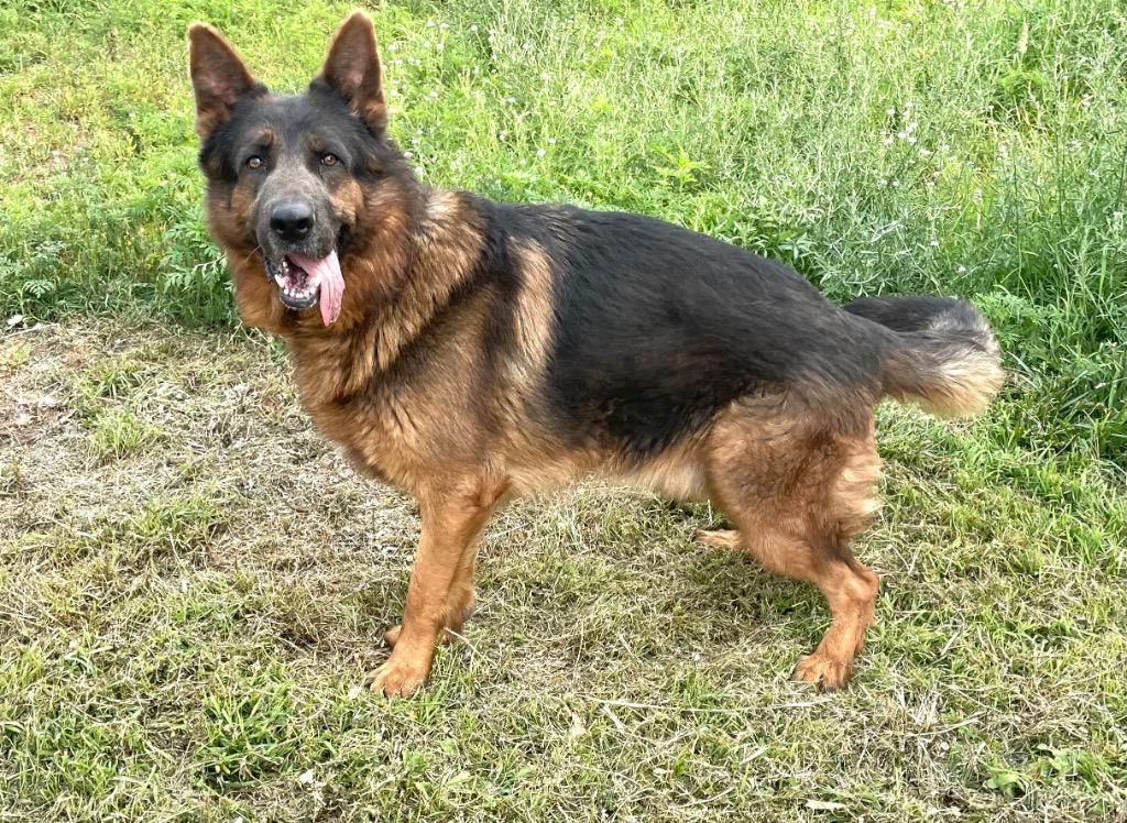 Leo, Adoptable, Adult Male German Shepherd Dog.
