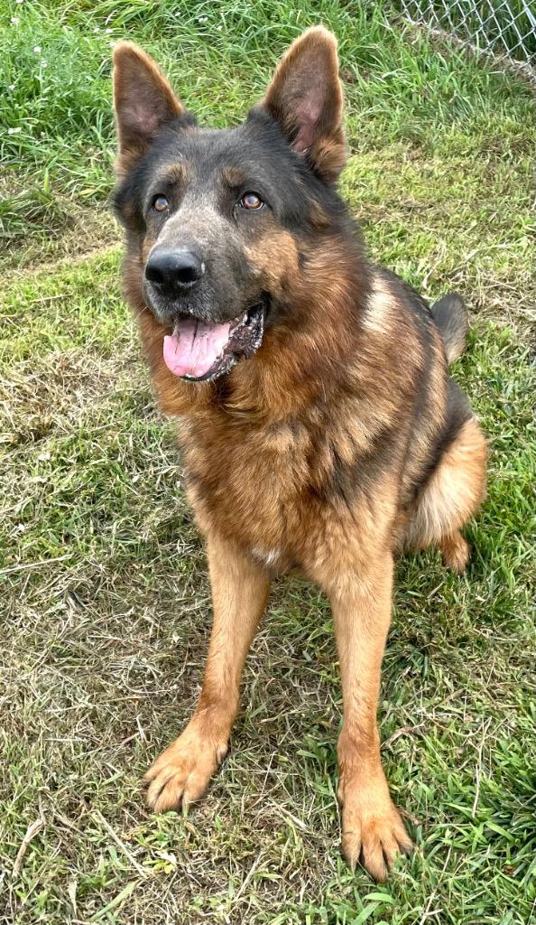 Leo, a Adoptable German Shepherd Dog in Spooner, WI image 2/5