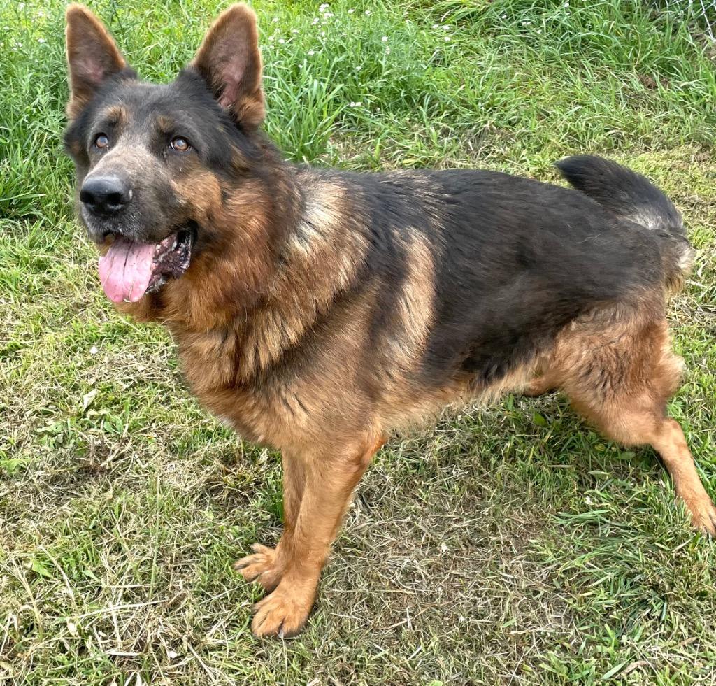 Leo, a Adoptable German Shepherd Dog in Spooner, WI image 4/5
