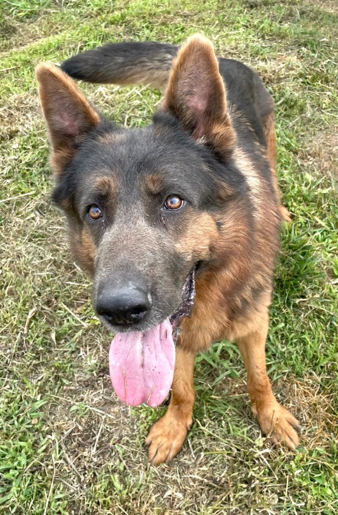 Leo, a Adoptable German Shepherd Dog in Spooner, WI image 5/5