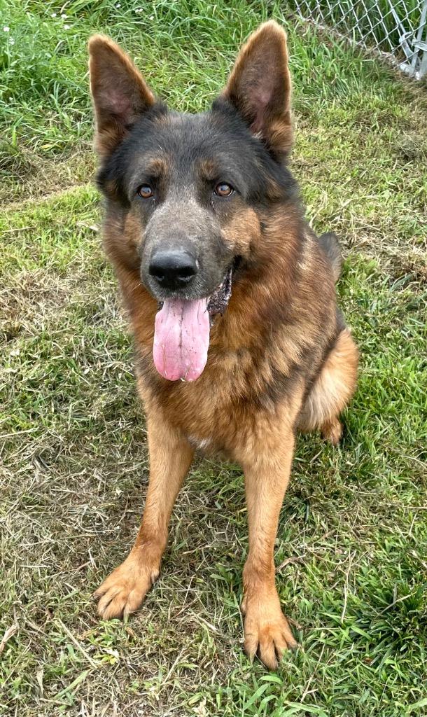 Leo, Adopted, Adult Male German Shepherd Dog.