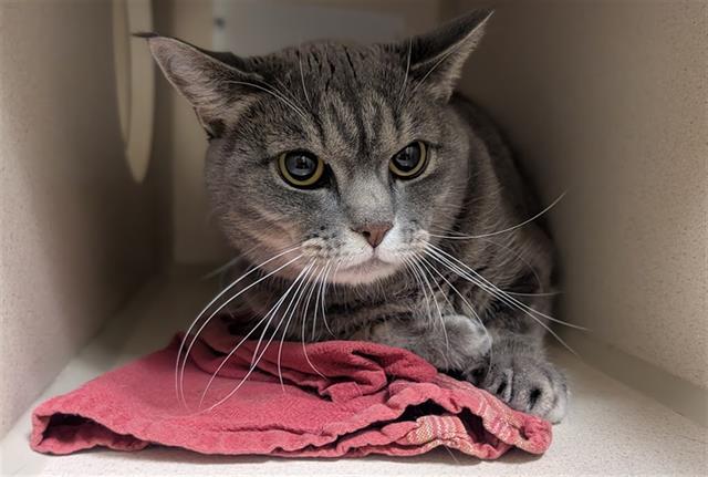 Enlarge ASHES, a Adoptable Domestic Short Hair in Denver, CO image 1/1