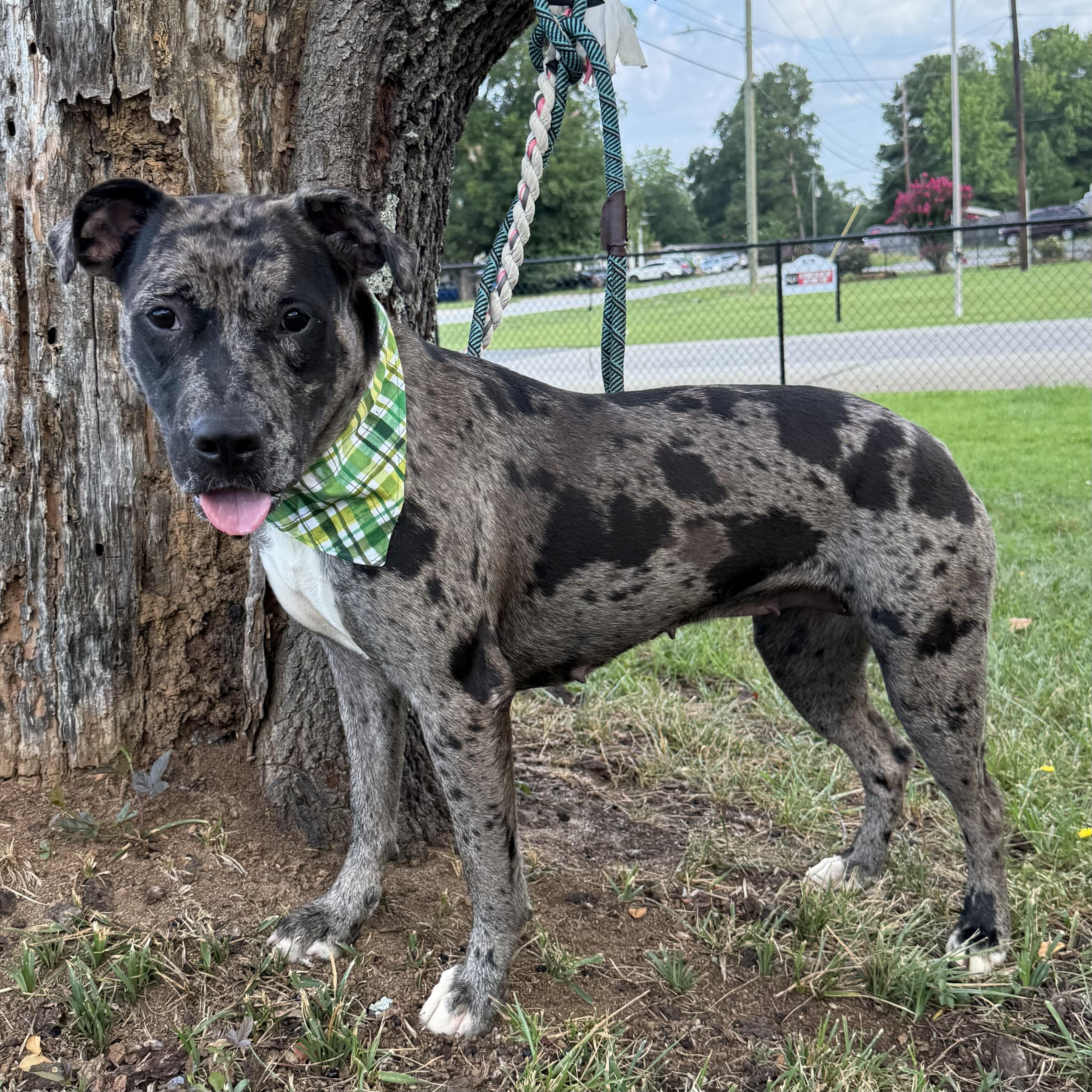 Enlarge Haven, a Adoptable mixed breed in Thomaston , ME image 6/6