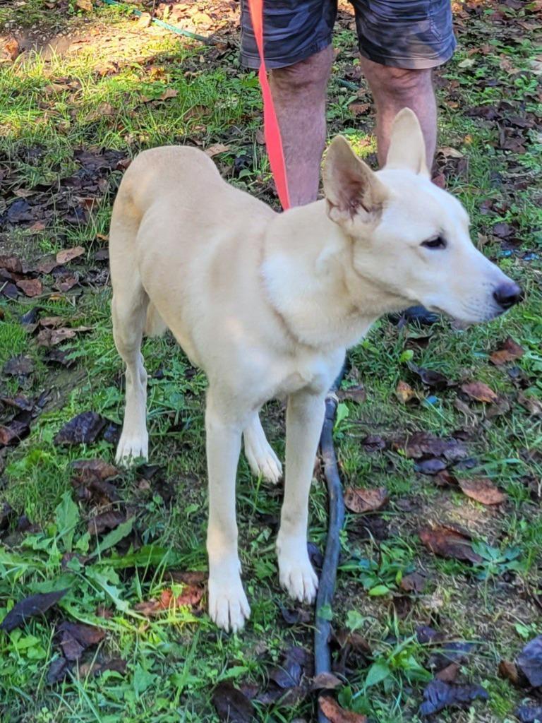 Trevor, Adoptable, Young Male Labrador Retriever.