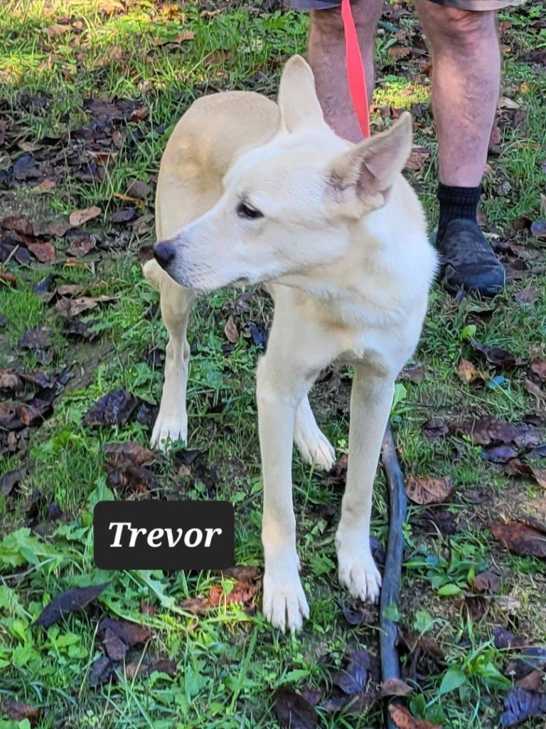 Enlarge Trevor, a Adoptable Labrador Retriever in Buffalo, MO image 2/4