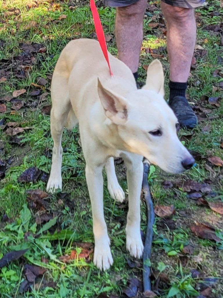 Enlarge Trevor, a Adoptable Labrador Retriever in Buffalo, MO image 3/4