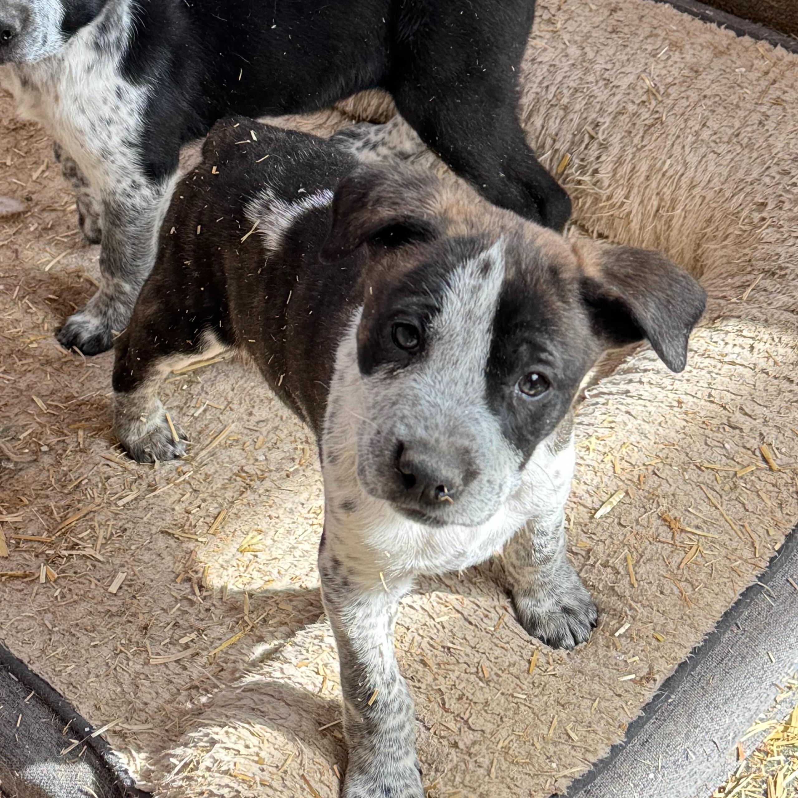 Enlarge Bulbasaur, a Adoptable mixed breed in Carson, NM image 4/4