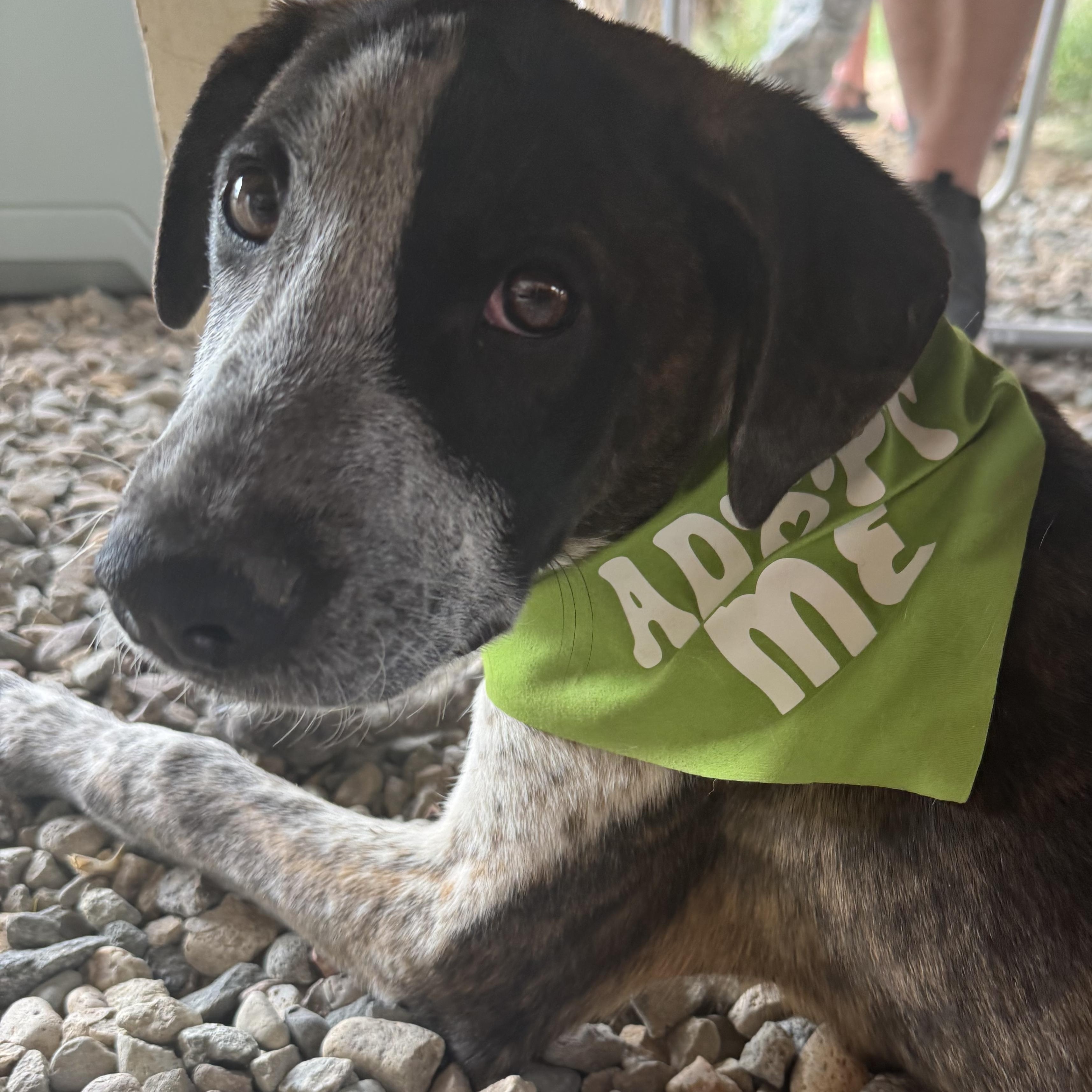 Bulbasaur, Adoptable, Puppy Male Australian Cattle Dog / Blue Heeler.