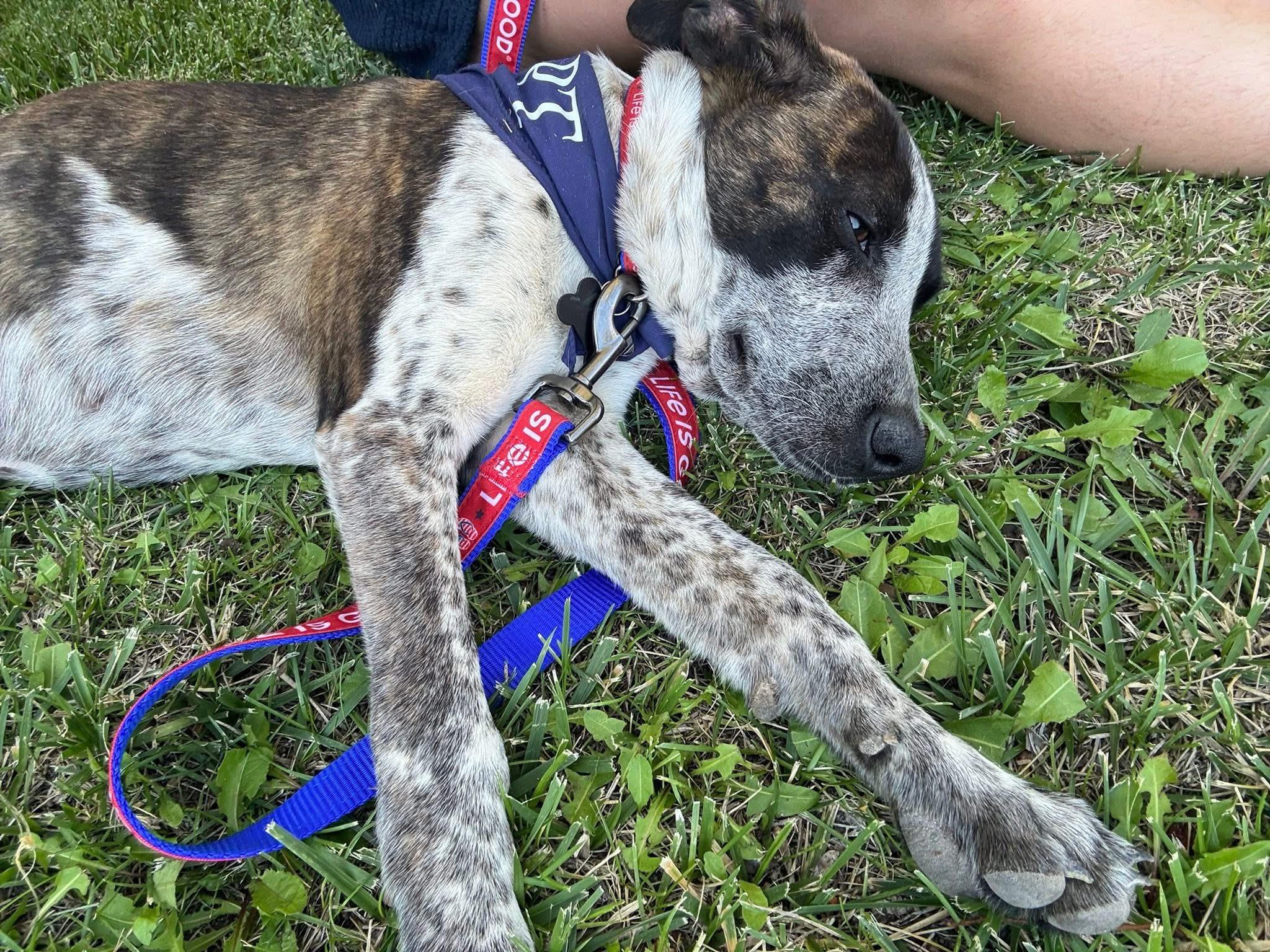 Bulbasaur, an adoptable Australian Cattle Dog / Blue Heeler in Carson, NM, 87517 | Photo Image 2