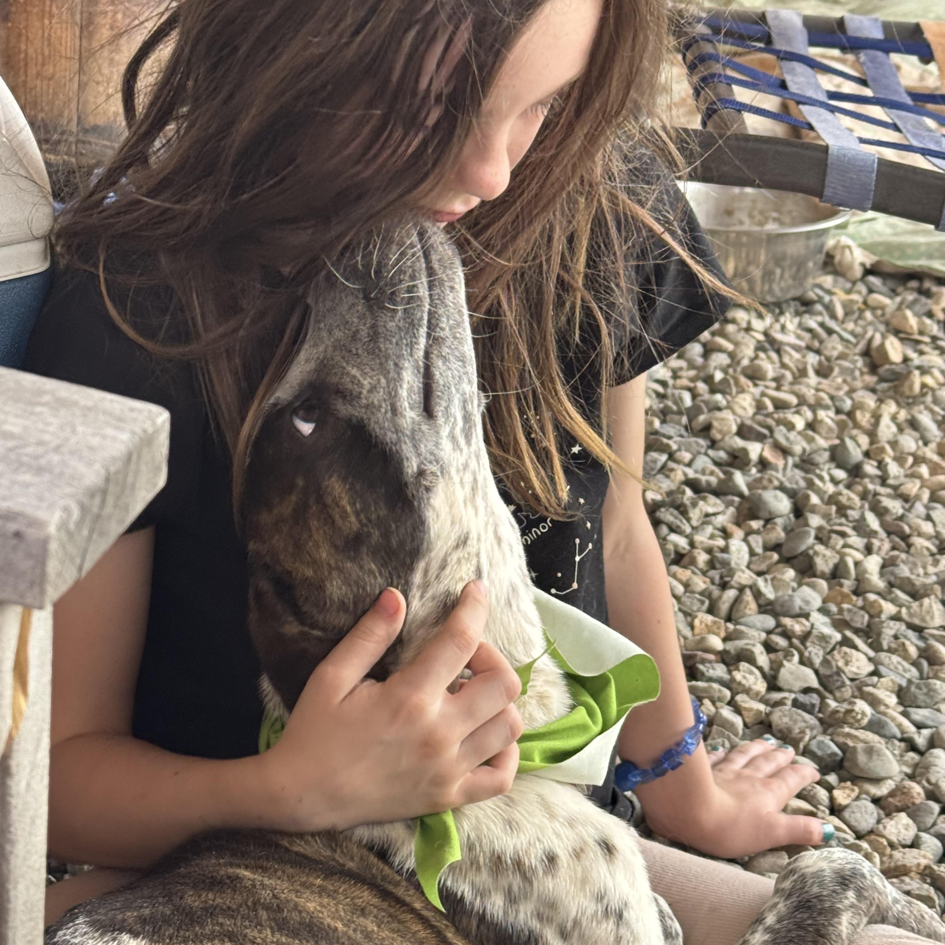 Bulbasaur, an adoptable Australian Cattle Dog / Blue Heeler in Carson, NM, 87517 | Photo Image 3