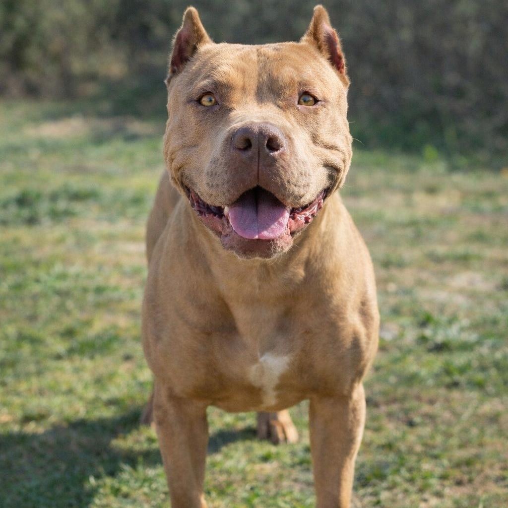 Zelda, Adoptable, Young Female American Bully.