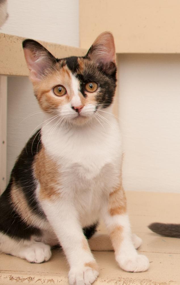 Enlarge Mina (gets adopted wtih Forrest), a Adoptable Calico in Westminster, CO image 2/6