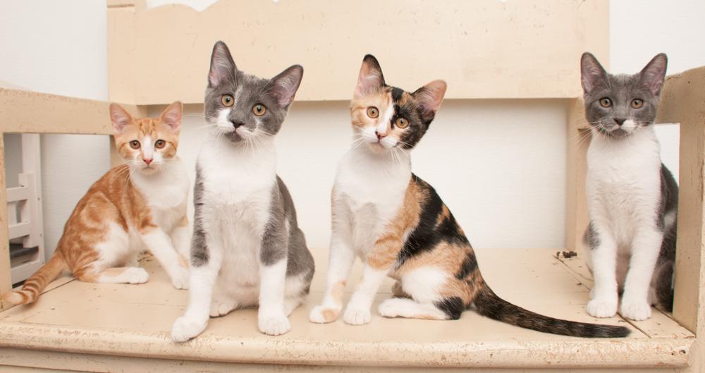 Enlarge Mina (gets adopted wtih Forrest), a Adoptable Calico in Westminster, CO image 5/6