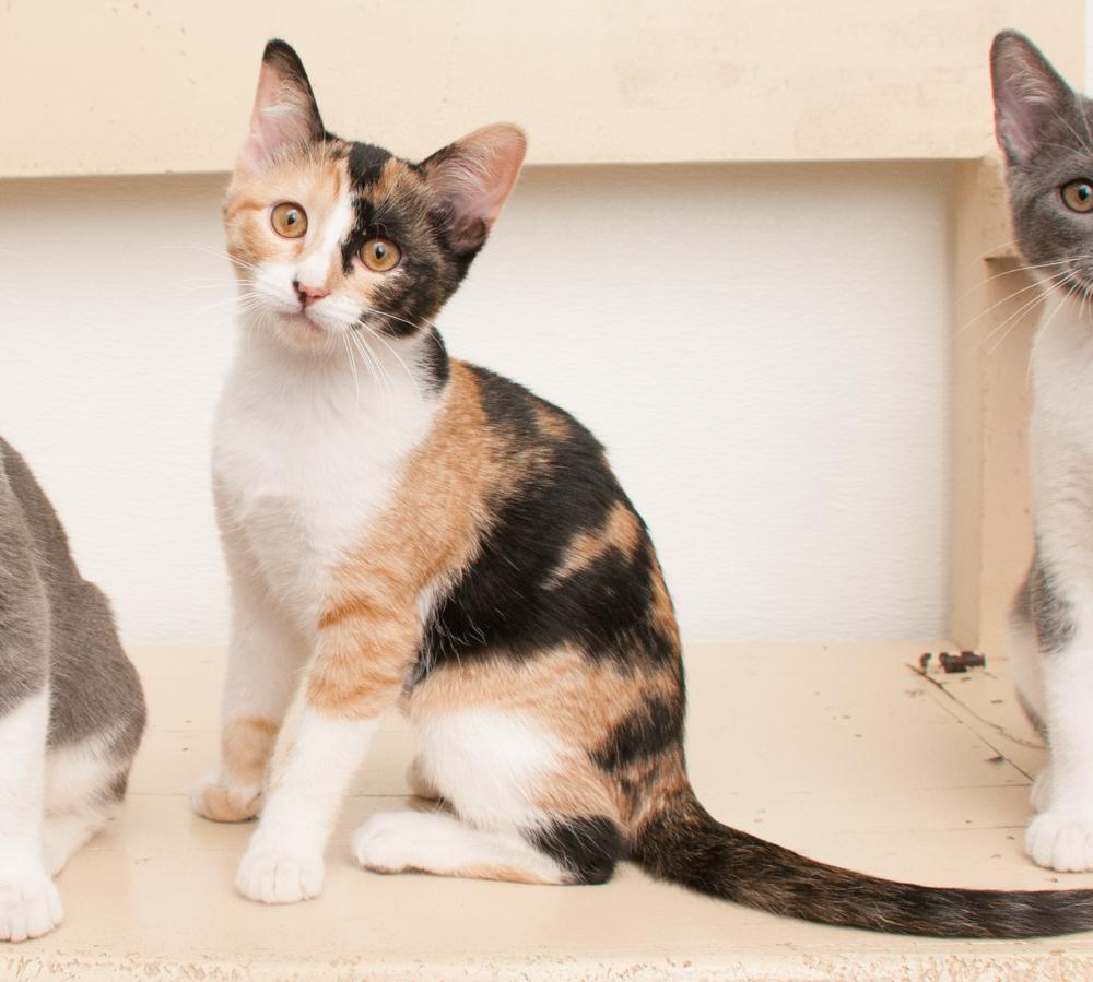 Enlarge Mina (gets adopted wtih Forrest), a Adoptable Calico in Westminster, CO image 3/6