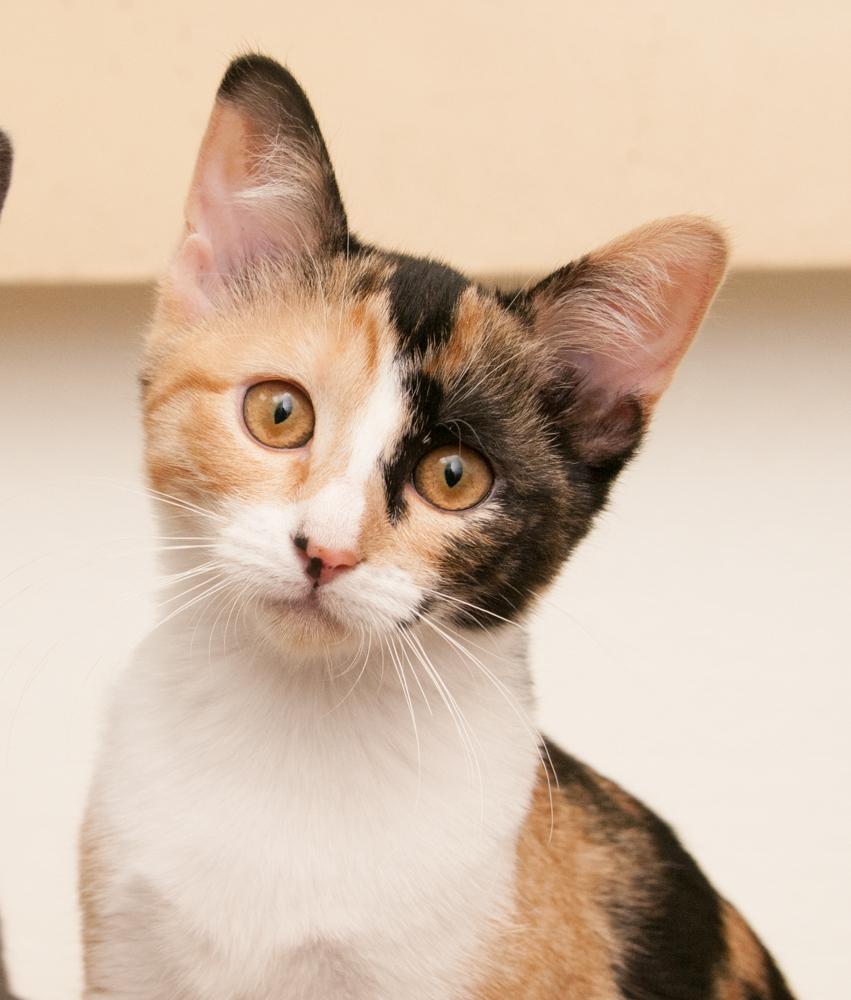Enlarge Mina (gets adopted wtih Forrest), a Adoptable Calico in Westminster, CO image 1/6