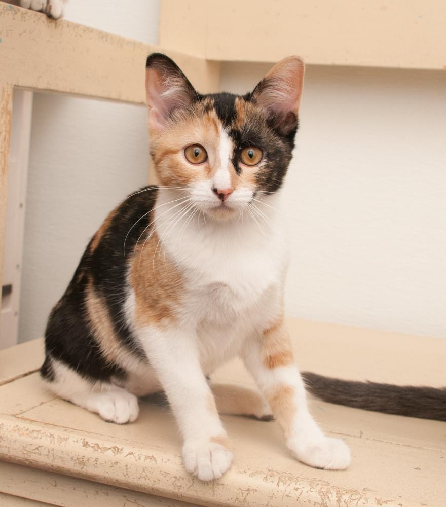 Enlarge Mina (gets adopted wtih Forrest), a Adoptable Calico in Westminster, CO image 4/6