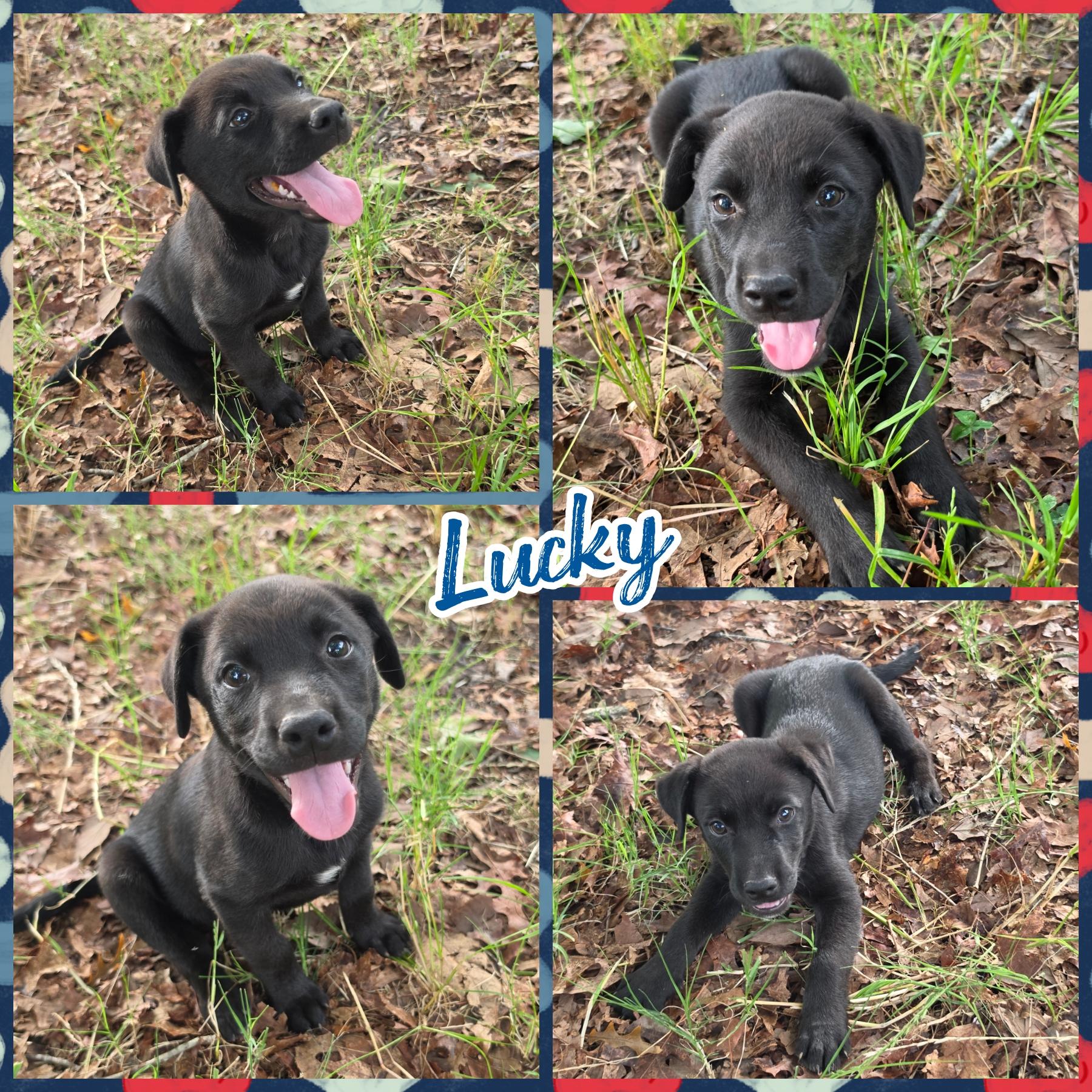 Lucky, adopted, Puppy Male Black Labrador Retriever & Husky.