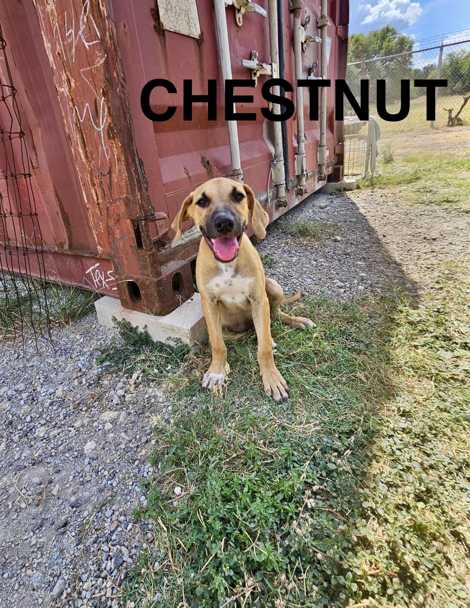 CHESTNUT-Big Eared Boy photo