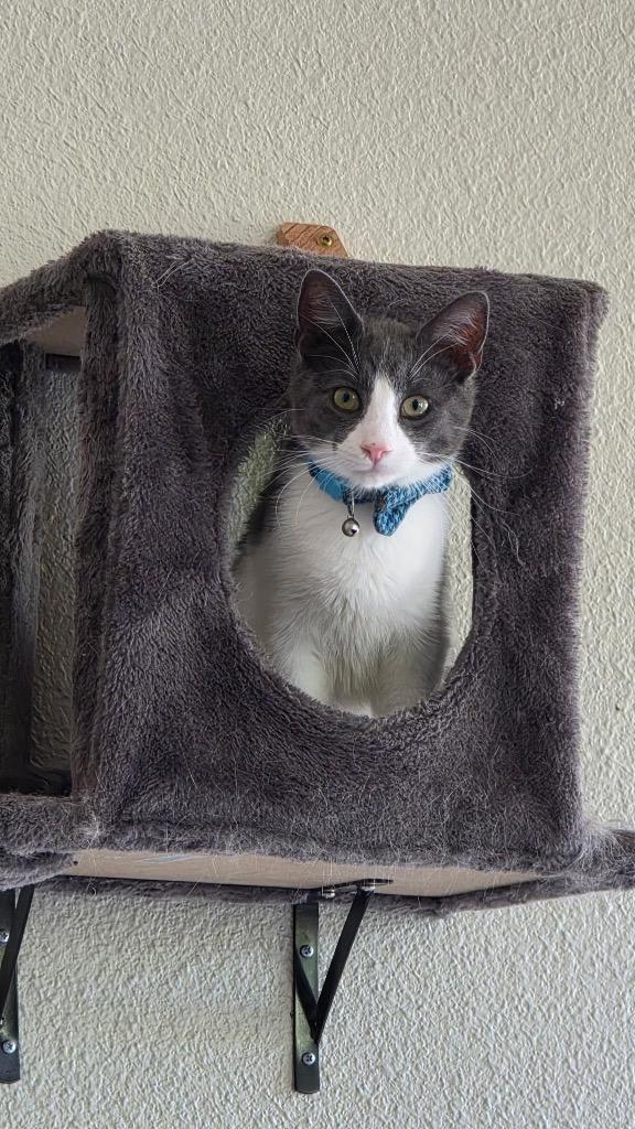 Enlarge Cian IL, a Adoptable mixed breed in Fort Lupton, CO image 3/3